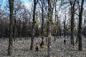 Kids Playing Cricket In Kashmir