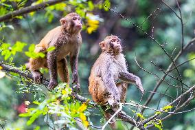 Wild Macaques