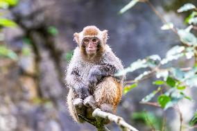 Wild Macaques