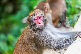Wild Macaques