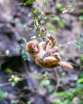 Wild Macaques