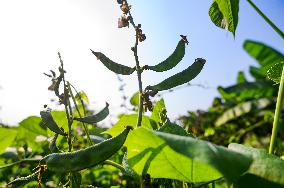 Lablab Bean Cultivation In India