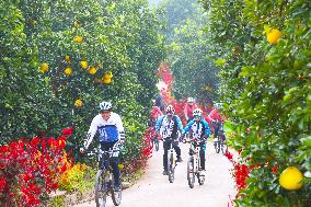 a forest of fruitful pomelo trees in Chongqing