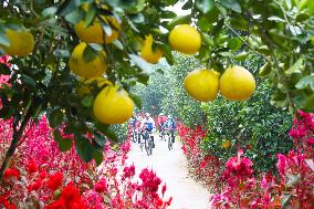 a forest of fruitful pomelo trees in Chongqing