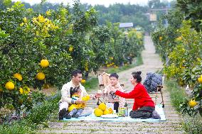 a forest of fruitful pomelo trees in Chongqing