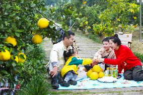 a forest of fruitful pomelo trees in Chongqing