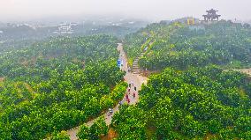 a forest of fruitful pomelo trees in Chongqing