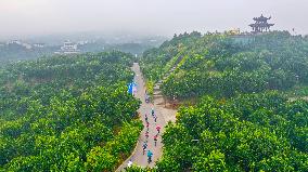 a forest of fruitful pomelo trees in Chongqing