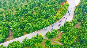 a forest of fruitful pomelo trees in Chongqing