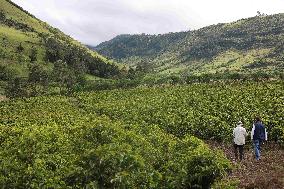COLOMBIA-YACUANQUER-HIGH ALTITUDE-COFFEE PLANTATION