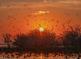 Hongze Lake Wetland National Nature Reserve in Suqian