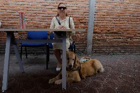 Graduation And Retirement Of Guide Dogs In Mexico