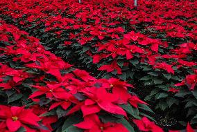 Poinsettia Flower Production During The Christmas Eve - Mexico