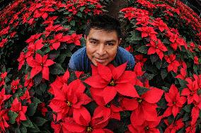 Poinsettia Flower Production During The Christmas Eve - Mexico