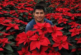 Poinsettia Flower Production During The Christmas Eve - Mexico