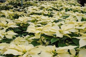 Poinsettia Flower Production During The Christmas Eve - Mexico