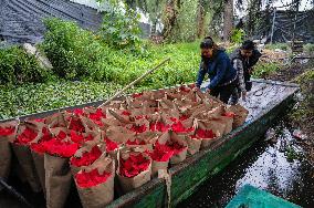 Poinsettia Flower Production During The Christmas Eve - Mexico