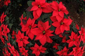 Poinsettia Flower Production During The Christmas Eve - Mexico