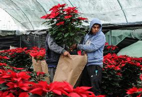 Poinsettia Flower Production During The Christmas Eve - Mexico