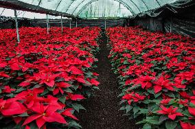 Poinsettia Flower Production During The Christmas Eve - Mexico