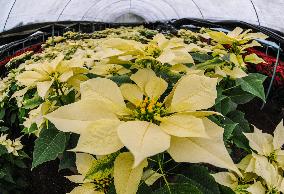 Poinsettia Flower Production During The Christmas Eve - Mexico