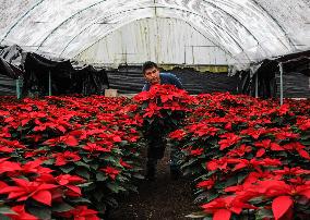 Poinsettia Flower Production During The Christmas Eve - Mexico