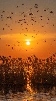 Hongze Lake Wetland National Nature Reserve in Suqian