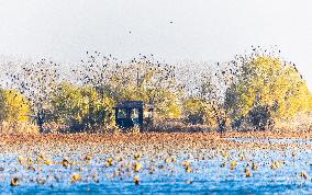 Hongze Lake Wetland National Nature Reserve in Suqian