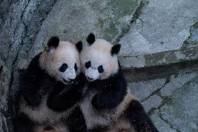 Panda at Chongqing Zoo