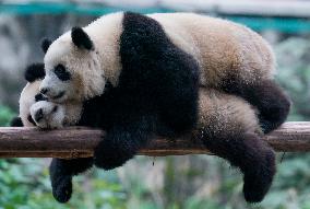 Panda at Chongqing Zoo