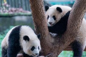 Panda at Chongqing Zoo