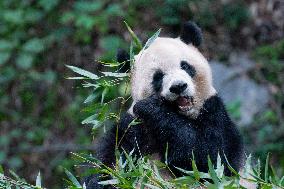 Panda at Chongqing Zoo