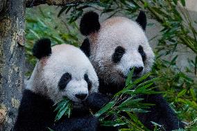 Panda at Chongqing Zoo