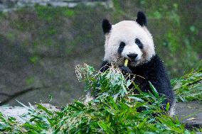 Panda at Chongqing Zoo