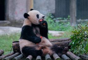 Panda at Chongqing Zoo