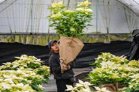 Poinsettia Flower Production During The Christmas Eve