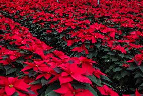 Poinsettia Flower Production During The Christmas Eve