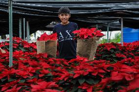 Poinsettia Flower Production During The Christmas Eve