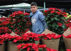 Poinsettia Flower Production During The Christmas Eve