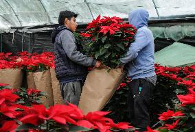 Poinsettia Flower Production During The Christmas Eve