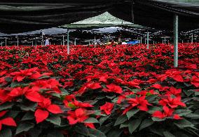 Poinsettia Flower Production During The Christmas Eve