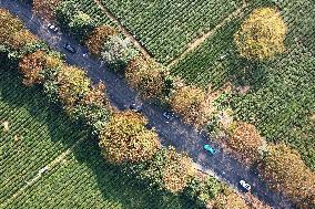 Longjing Tea Plantation in Hangzhou