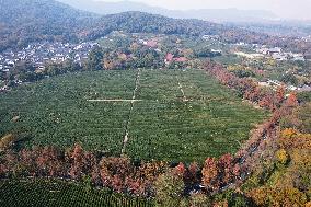 Longjing Tea Plantation in Hangzhou