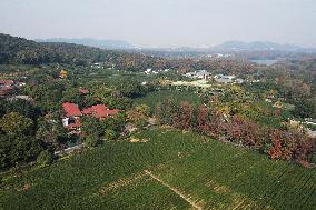 Longjing Tea Plantation in Hangzhou