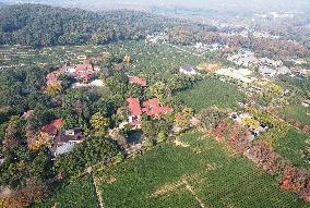 Longjing Tea Plantation in Hangzhou