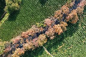 Longjing Tea Plantation in Hangzhou