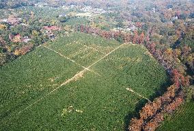 Longjing Tea Plantation in Hangzhou