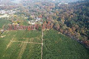 Longjing Tea Plantation in Hangzhou