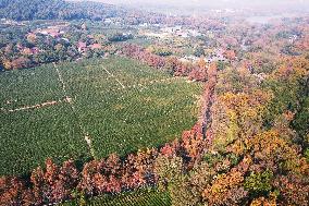 Longjing Tea Plantation in Hangzhou