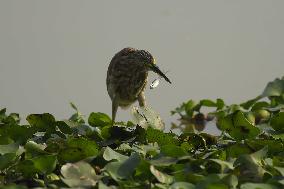 India Wildlife